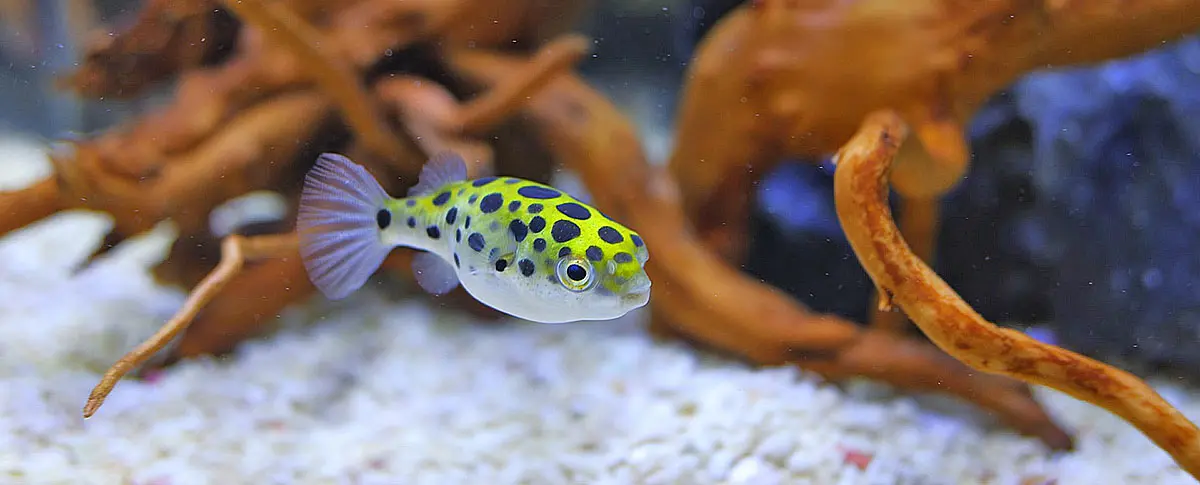 yellow pufferfish black polka dots swimming tank driftwood hardscape