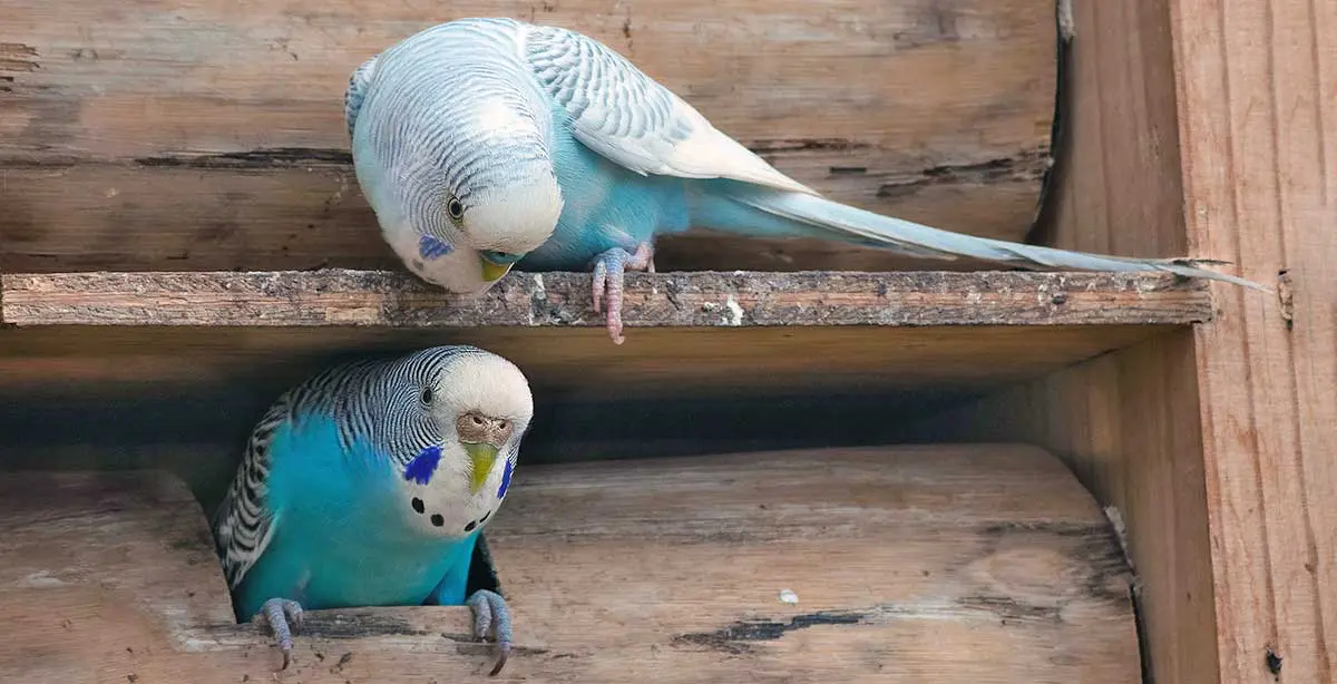 two blue budgies