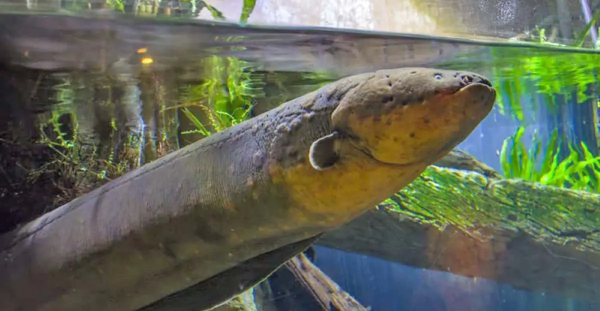 electric eel underwater knifefish