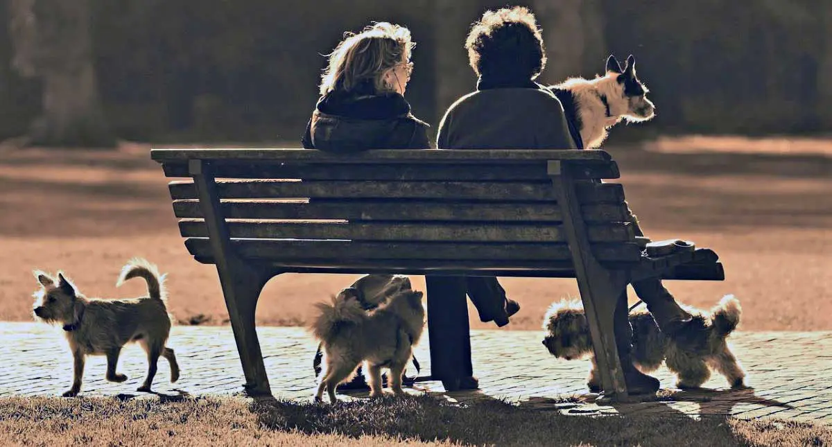 dogs park bench