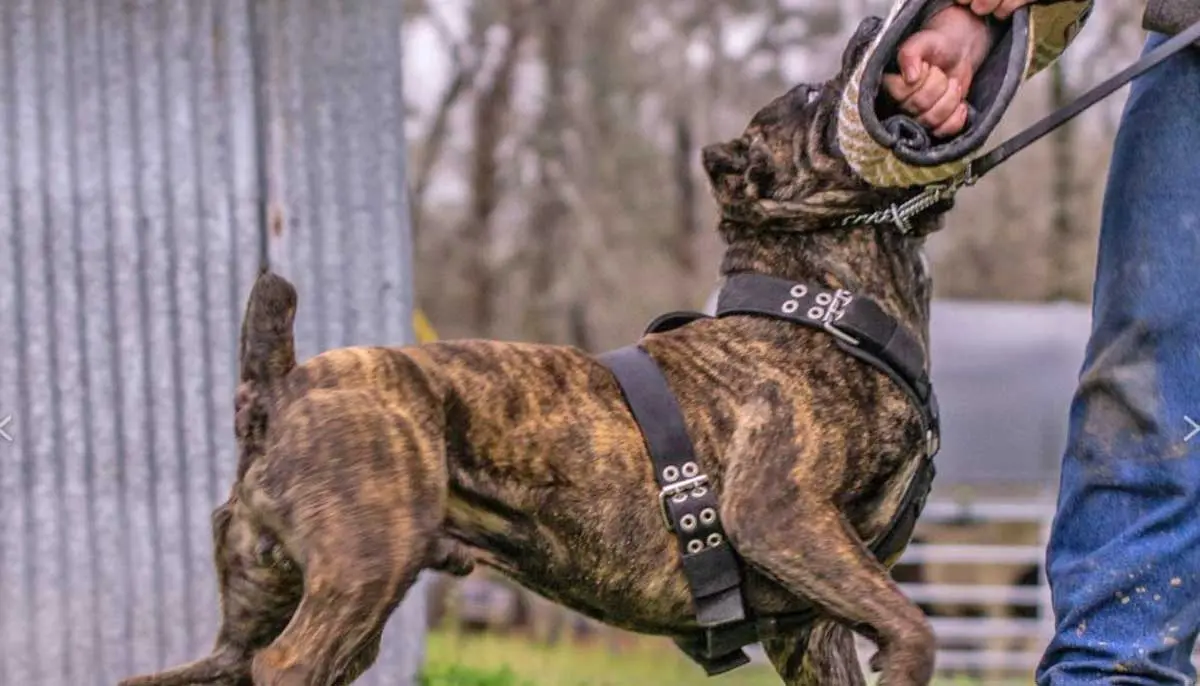 cane corso attack training guard dog