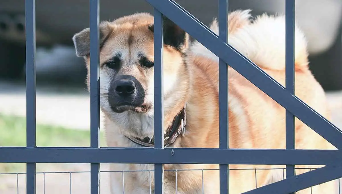 akita dog looking sad