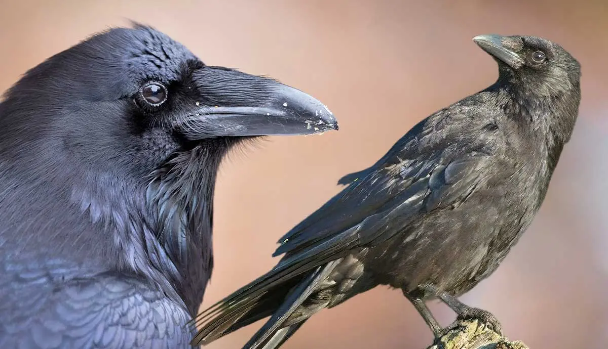 raven crow difference