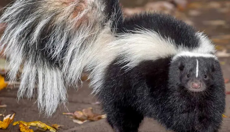 how long does a skunk live