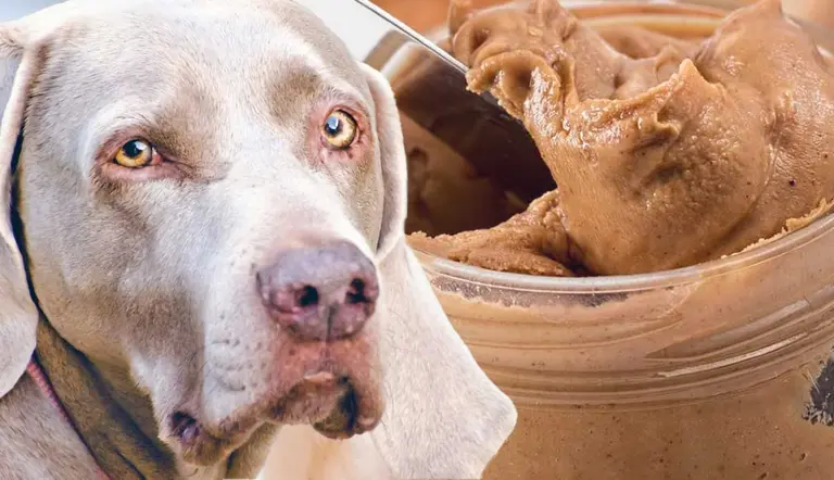 can you feed your dog peanut butter