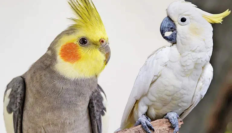 birds that make the best pets