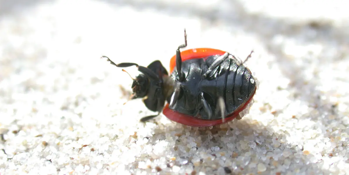 ladybug on its back