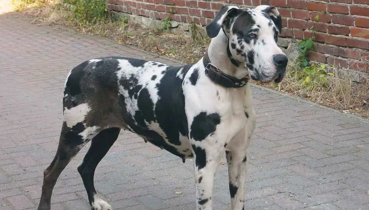 great dane black and white standing