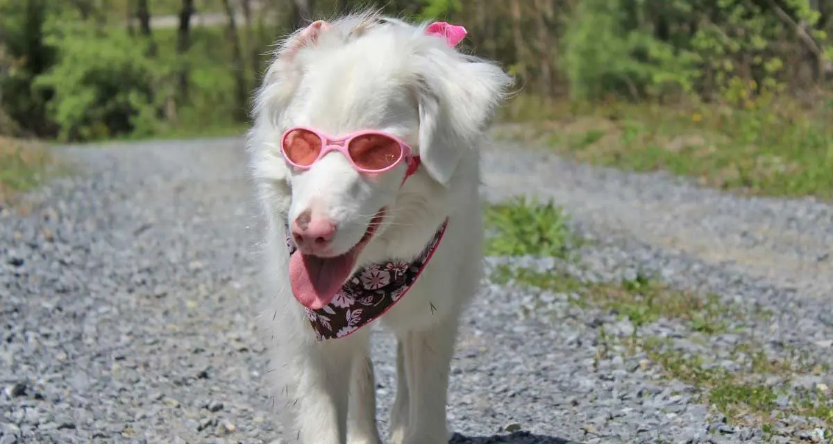 White Double Merle Dog on Gravel Path with Sunglasses