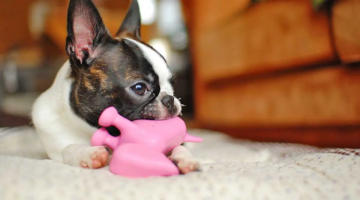 Boston_terrier_with_toy