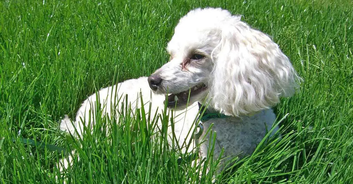 White Dog with Tear Stains Lying in Grass