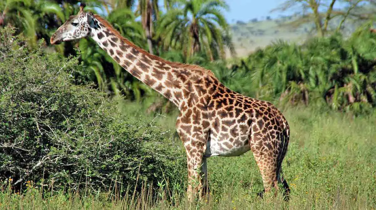 giraffe pregnant