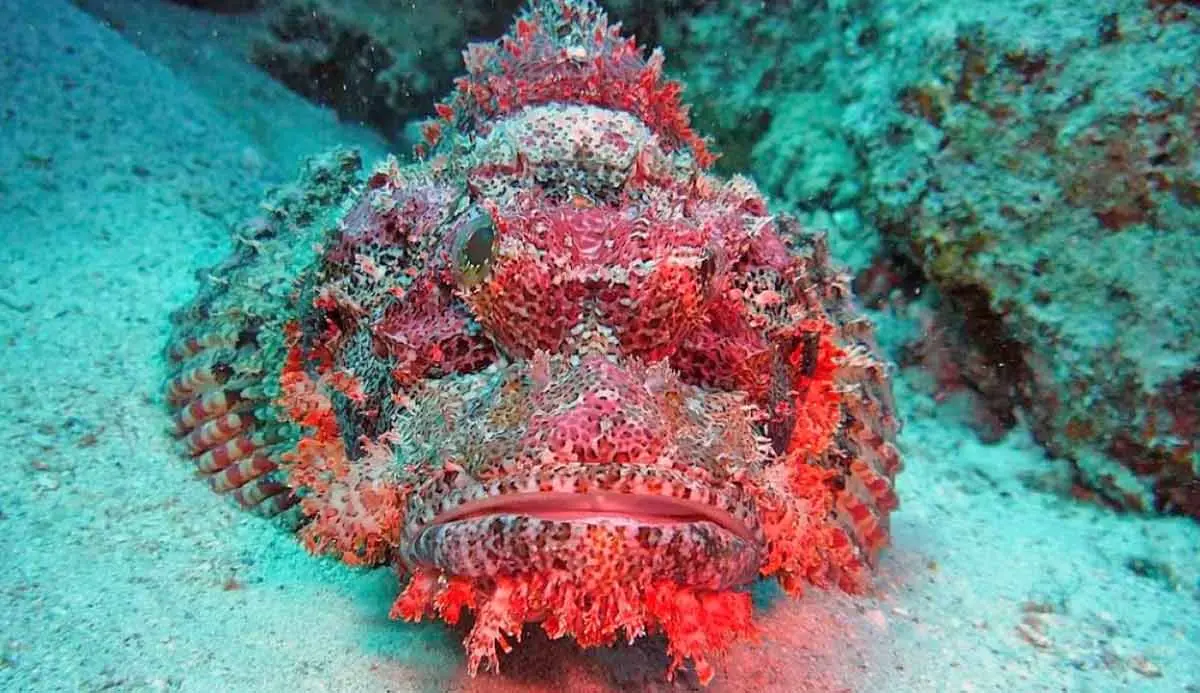 stonefish lying ocean sand painful sting