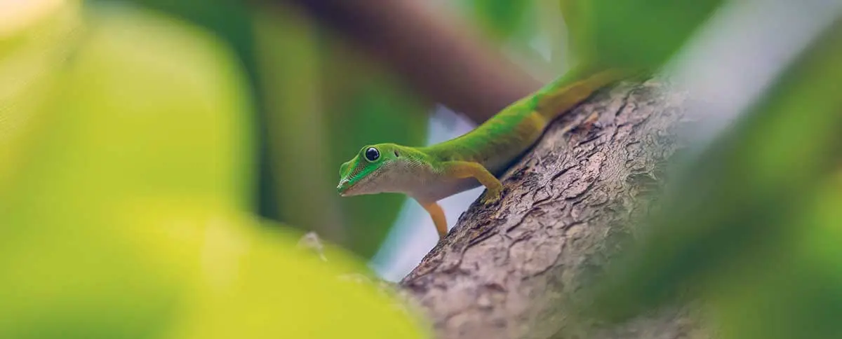 green anole sitting on a branch