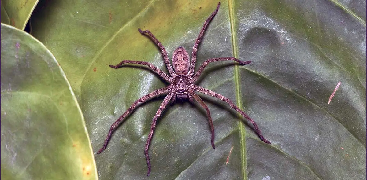 spider on a plant