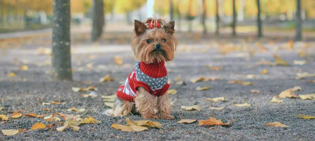 Yorkshire Terrier Sitting in Red Jersey