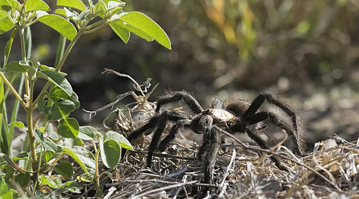 tarantula spider in the wild