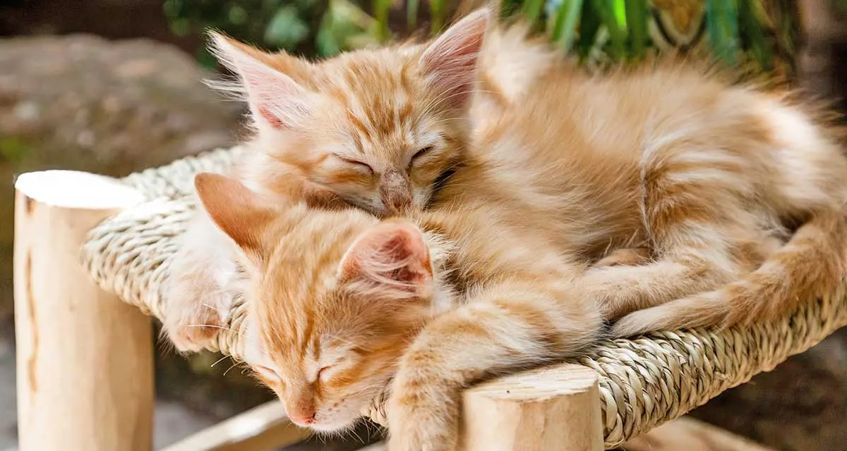 kittens sleeping together on tower