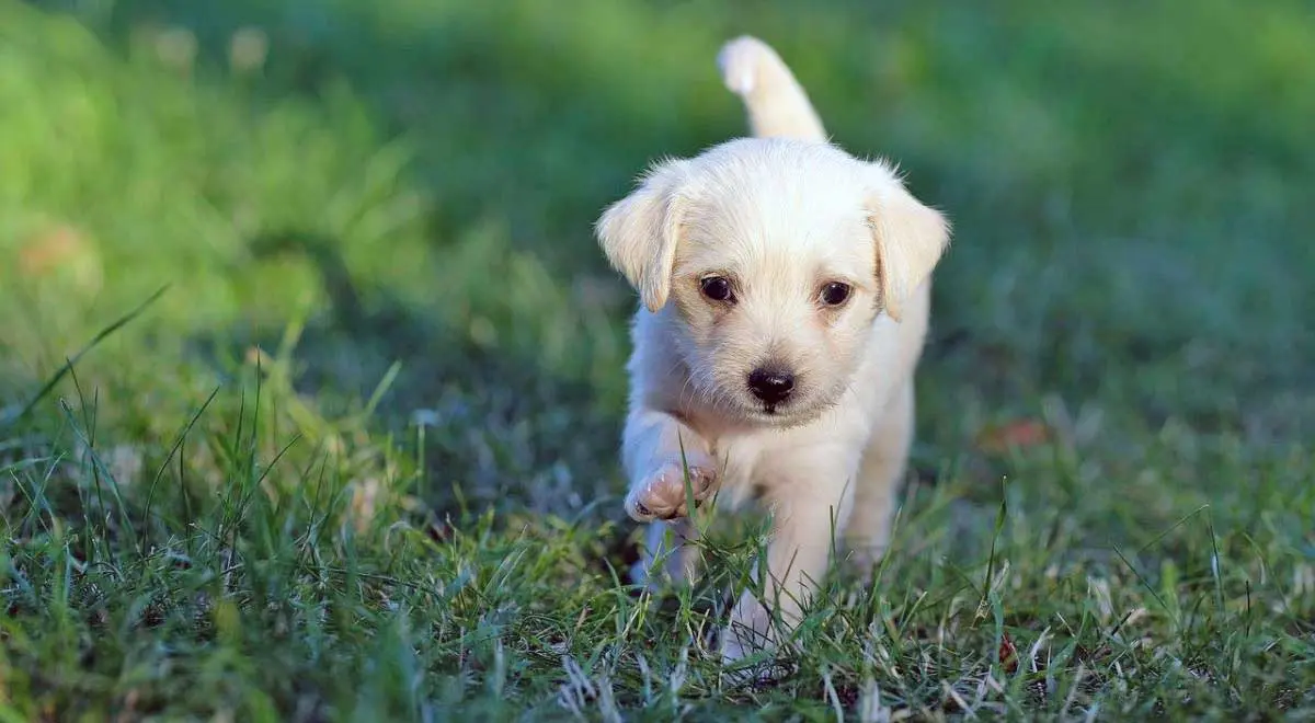 walking puppy in grass