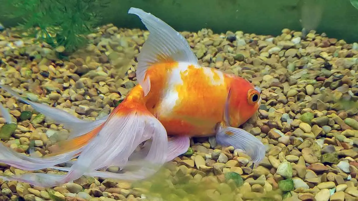 goldfish resting sleeping bottom tank