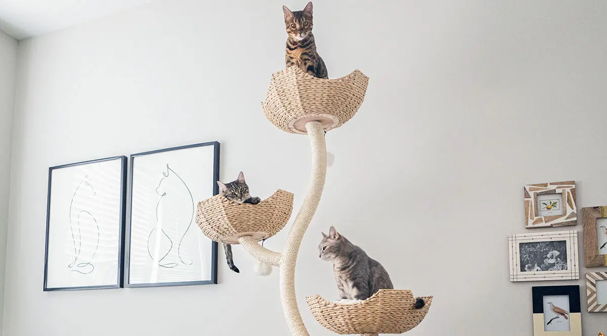 cat tree with four cats multi cat household
