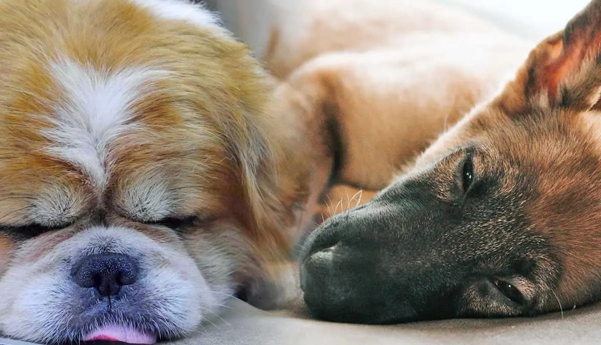 dog dream psychology what canines dream about