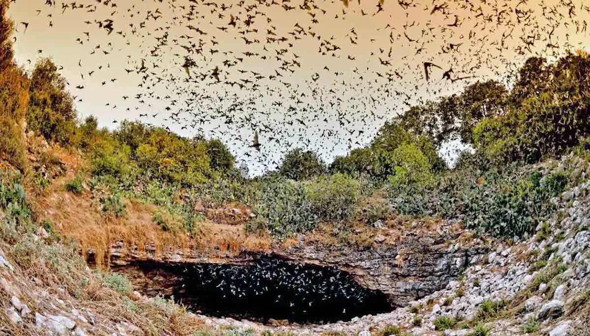 Bracken cave bats flying