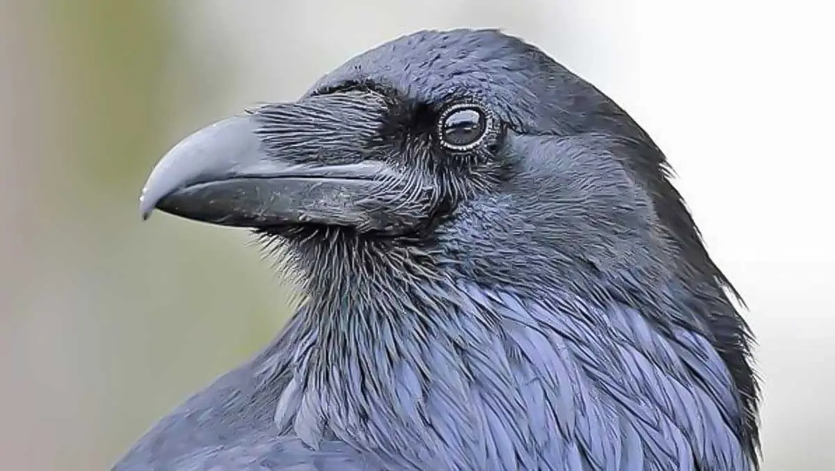 raven head face intelligent bird