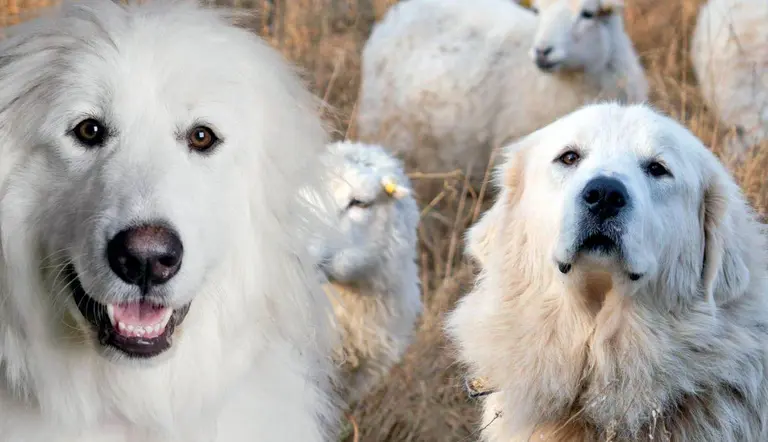 the great pyrenees everything you need to know