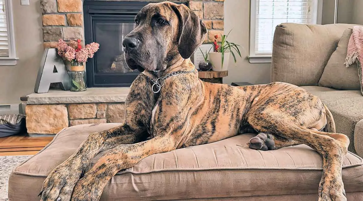 huge brindle great dane couch