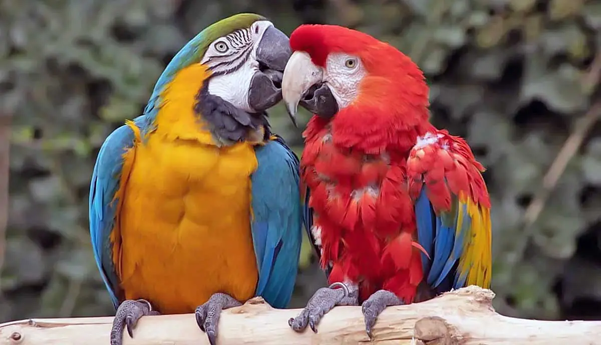 2 parrots gazing