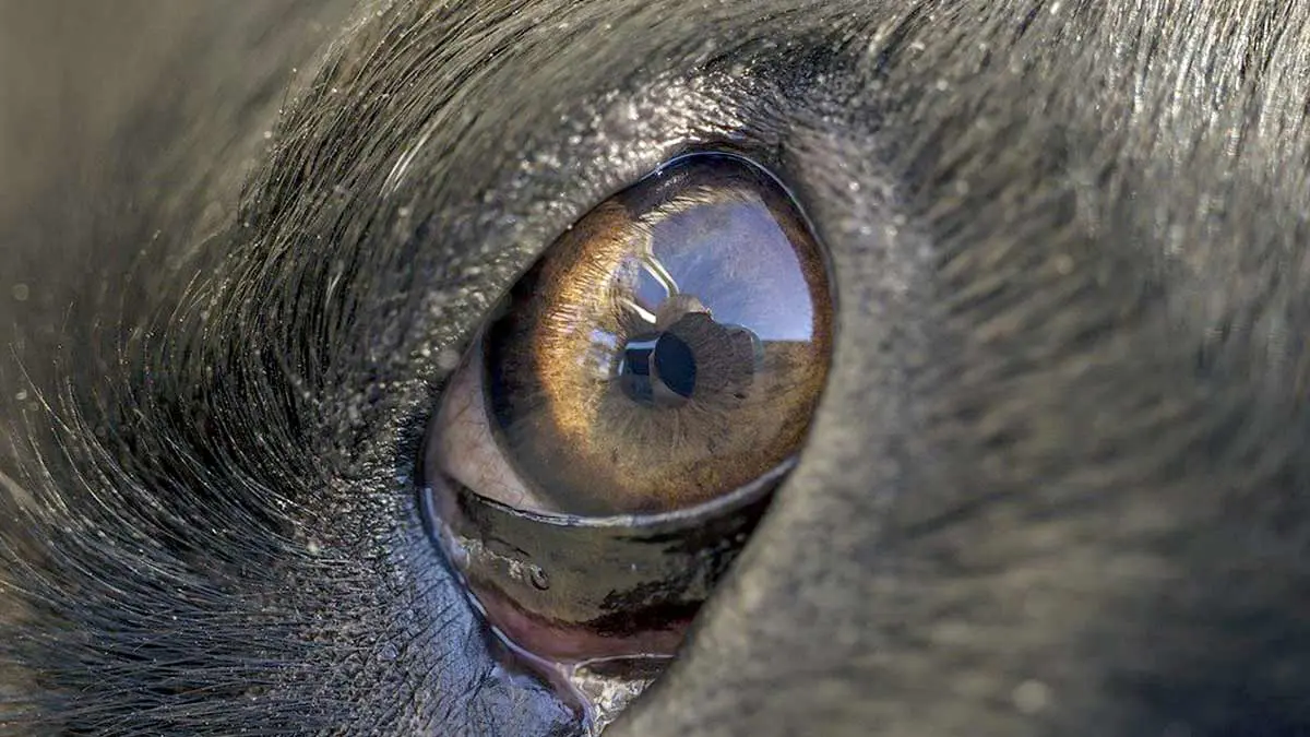 dog eye sense