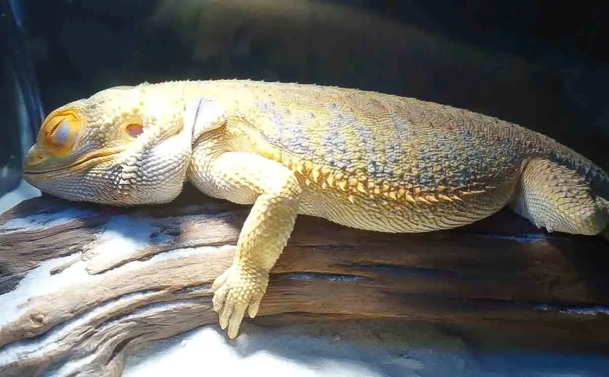 sleeping dragon