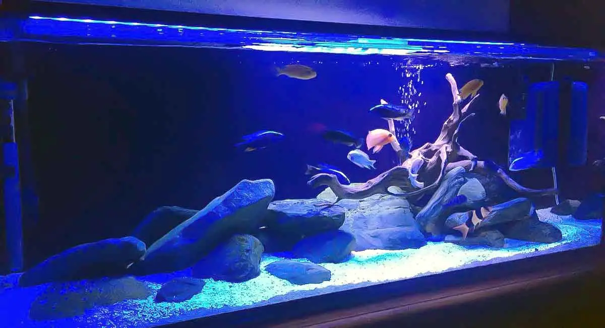 fish tank nighttime