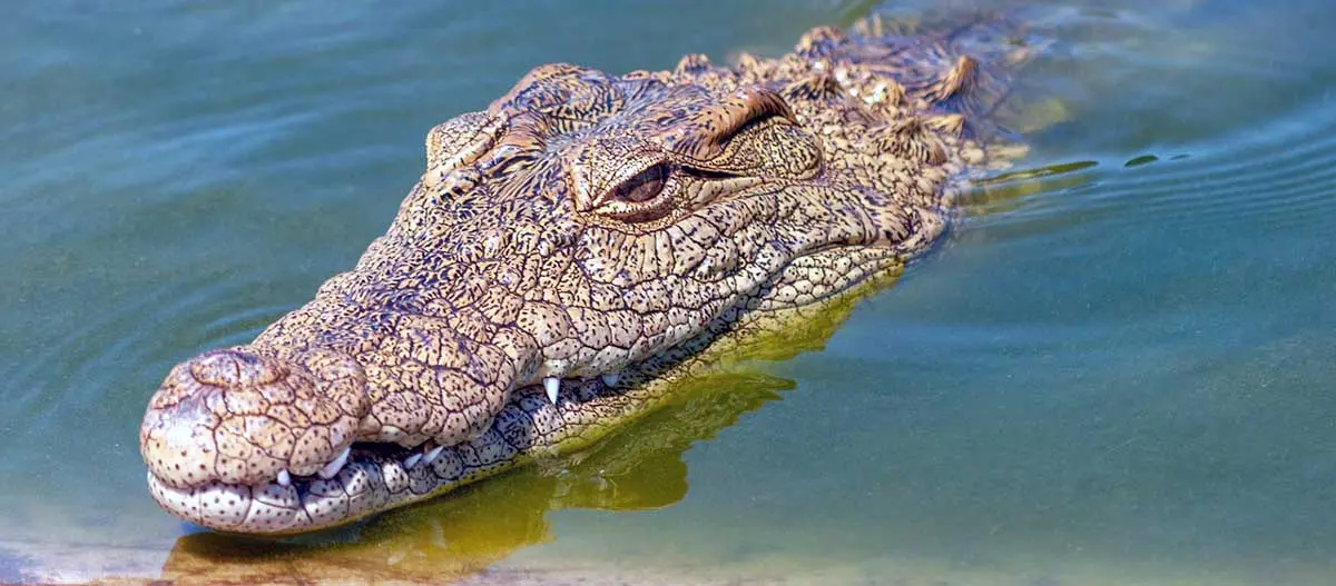 crocodile head swimming