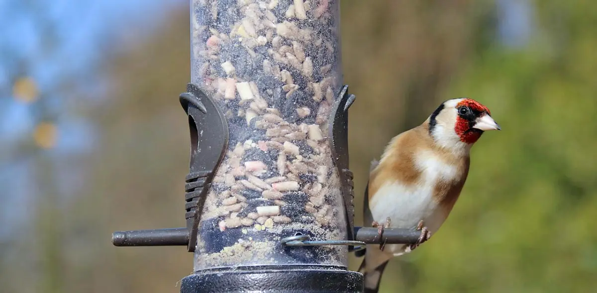 goldfinch sitting on a bird feeder