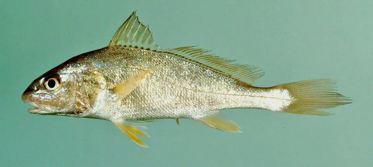 croaker fish noaa golden scales
