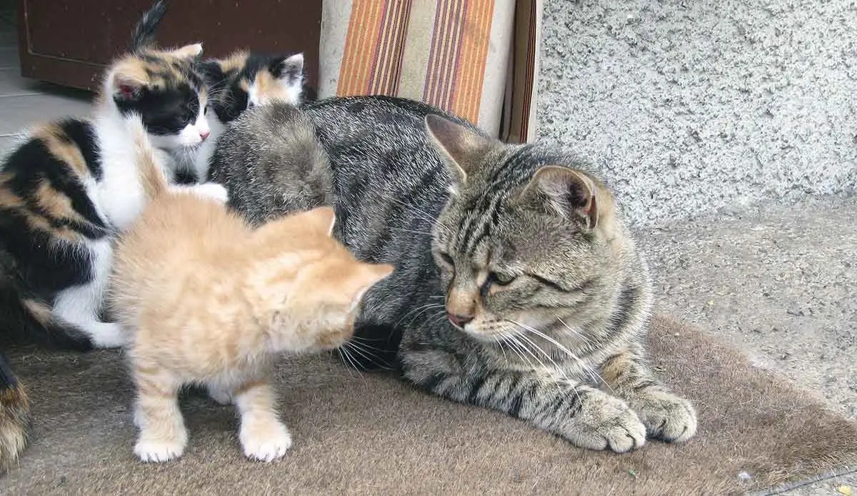 kittens with older cat