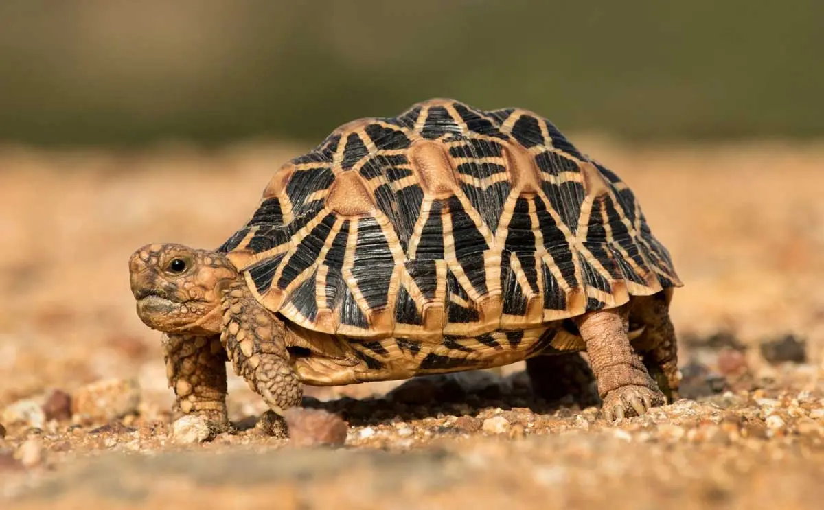 burmese star tortoise