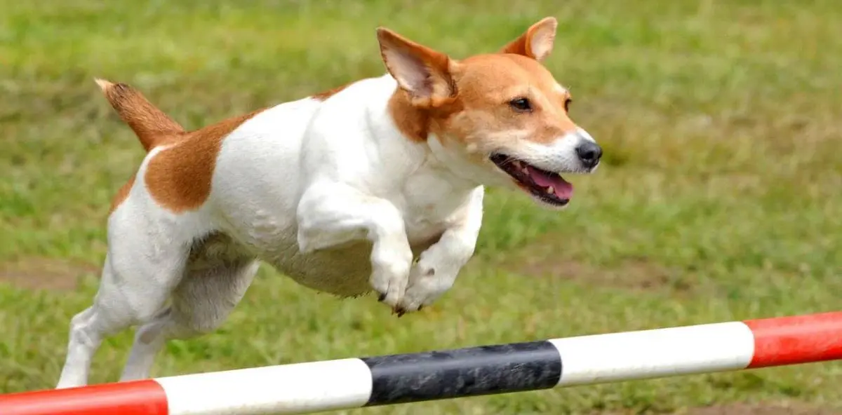 dog jumping agility terrier