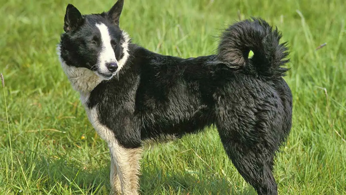 karelian bear dog standing in grass