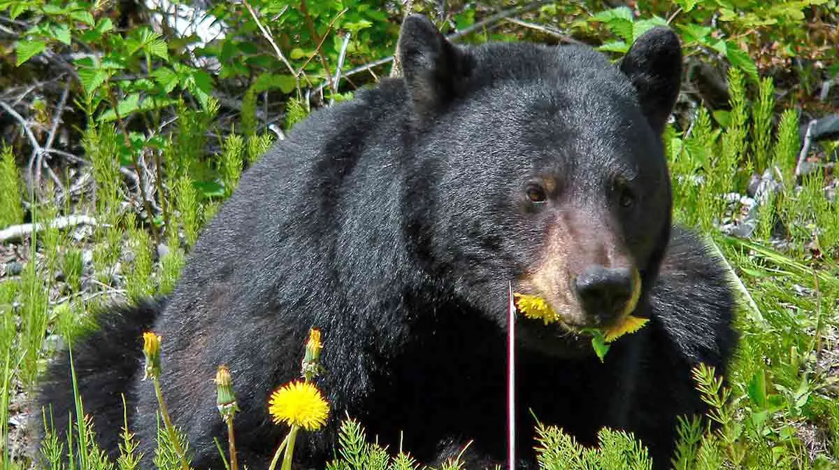 black bear eating dandelion