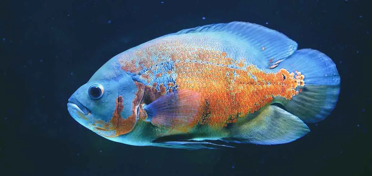 oscar fish