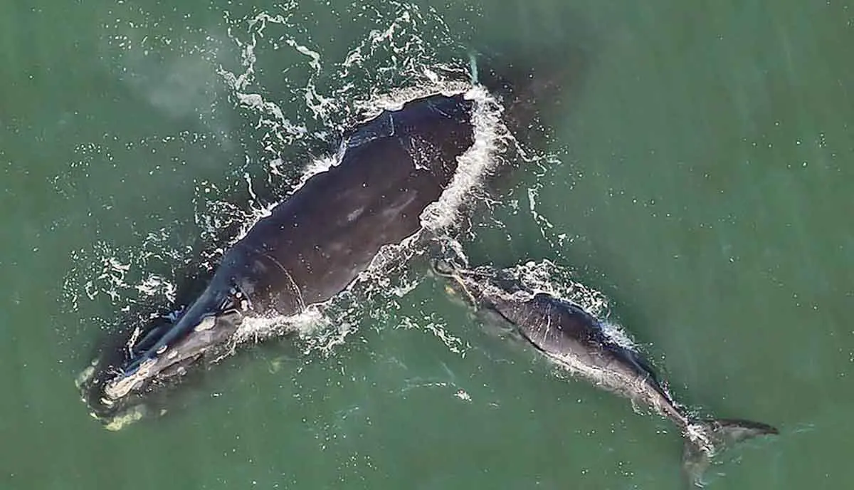 right whale mother calf