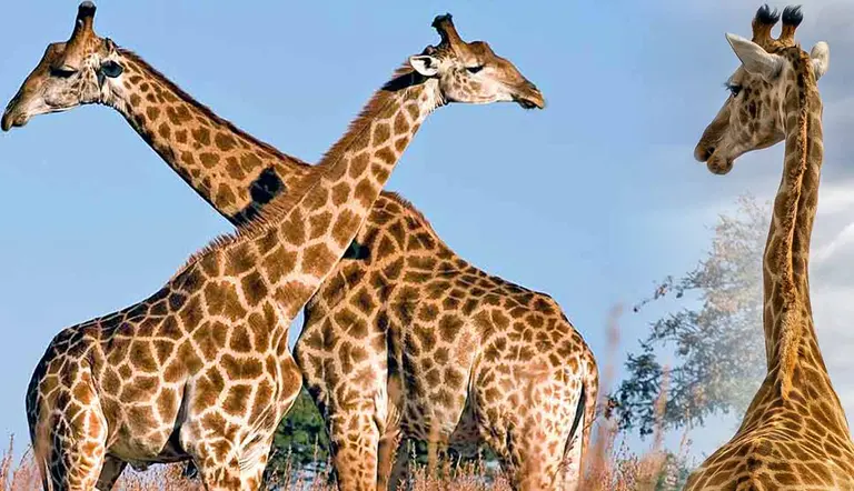why do giraffes have long necks