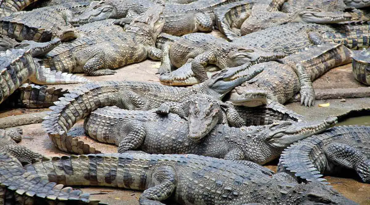 group crocodiles laying on sand