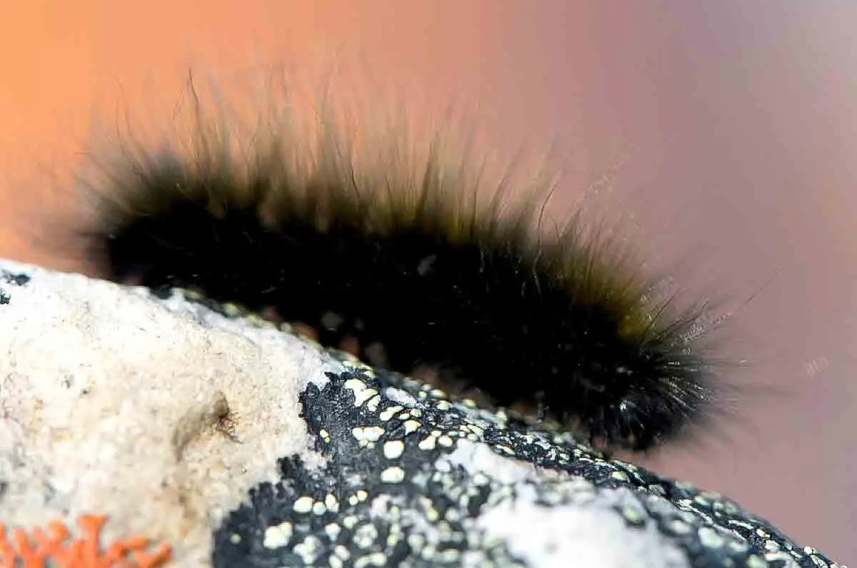 artic woolly bear caterpillar