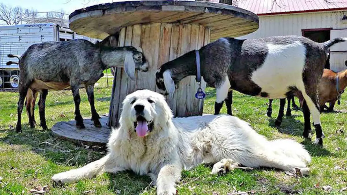 pyrenees protects nubian goats