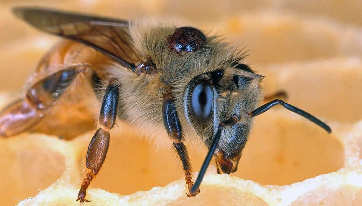 bee standing on honeycomb