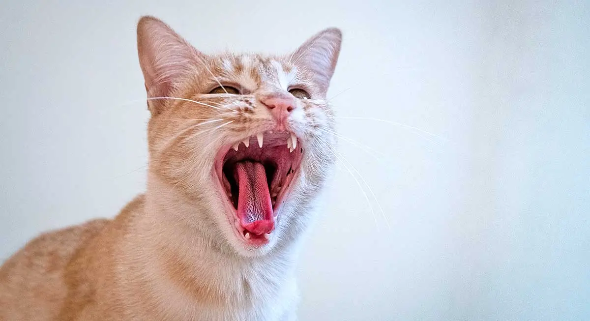 cat roar up close ginger tongue hunter